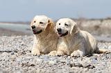 GOLDEN RETRIEVER 428
